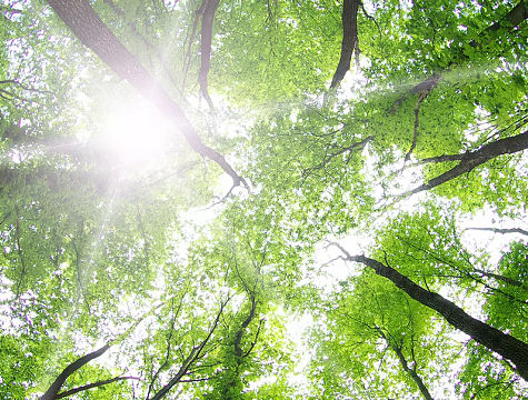 Medio ambiente Rido Envase - Sostenibilidad